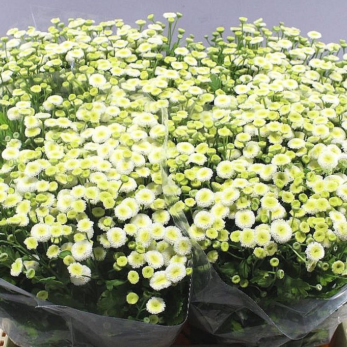 Tanacetum Snowball