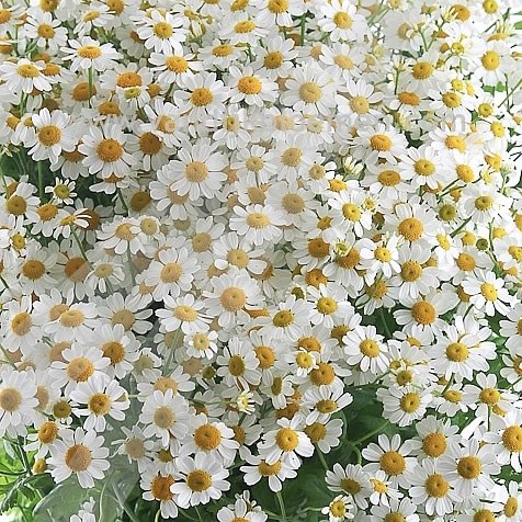 Tanacetum Victory Enkel