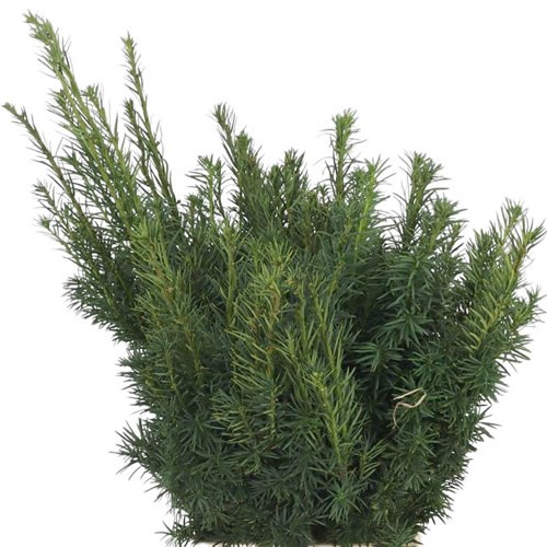 Taxus Baccata Fastigiata
