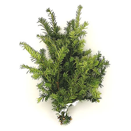 Taxus Semperaur (3Kg Bundle)