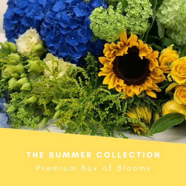 The Summer Collection £30 (Inc VAT - Cols May Vary)