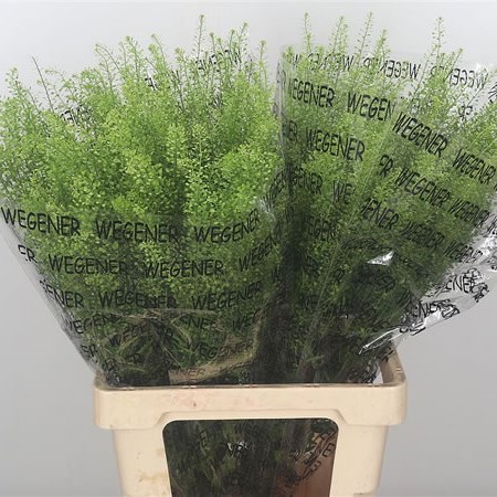Thlaspi Boogi Woogie
