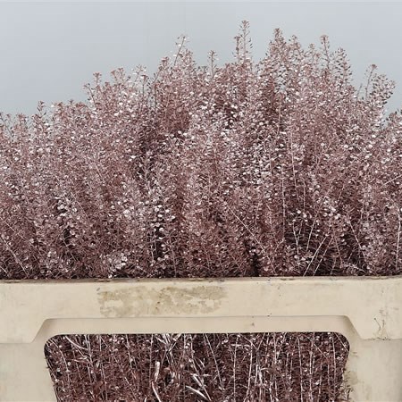 Thlaspi Dyed Champagne