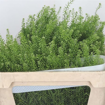 Thlaspi Energetic
