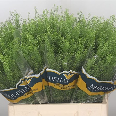 Green bell online