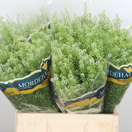 Thlaspi Green Bell