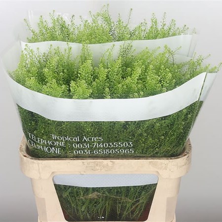 Thlaspi Green Bell
