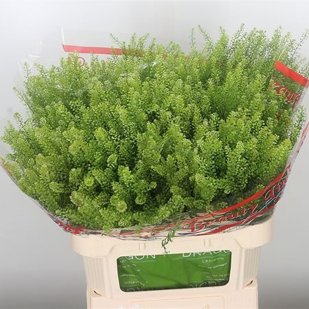 Thlaspi Green Dragon