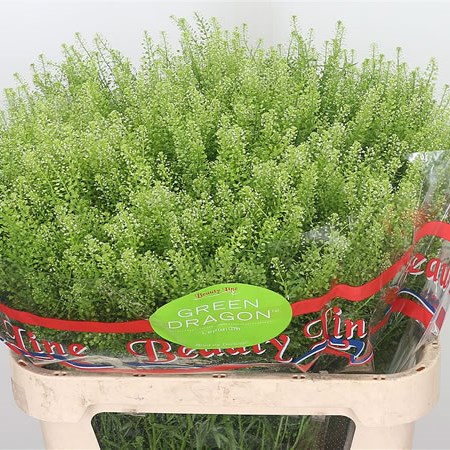 Thlaspi Green Dragon