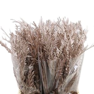Thuja Dyed Champagne