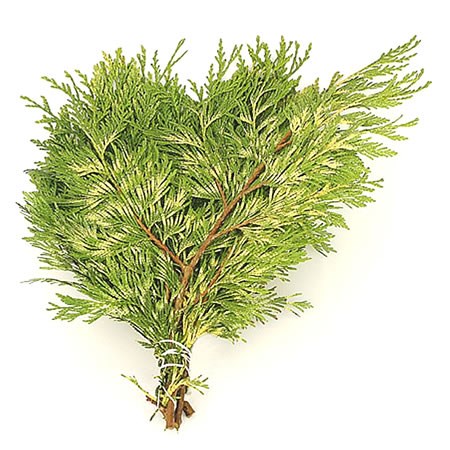 Thuja Zebrina (3Kg Bundle)
