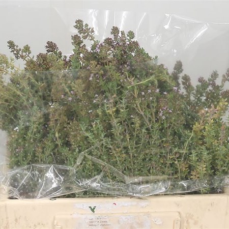 Thyme (Bunched)