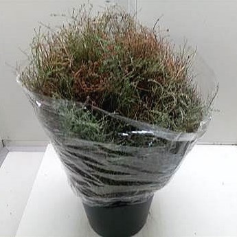 Thyme (Wild)