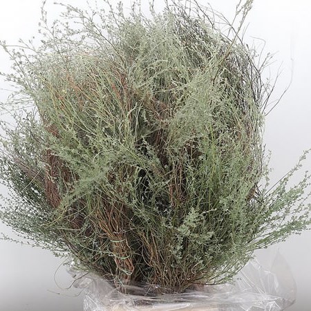 Thyme (Wild)