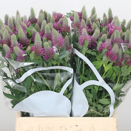 Trifolium Purpureum