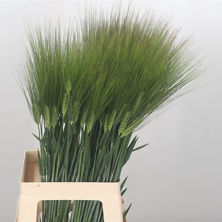 Triticum (Bearded Wheat)