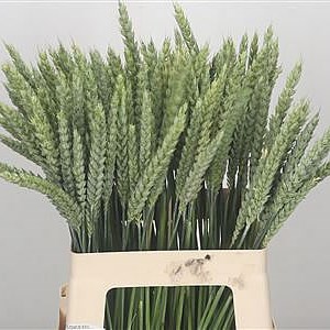 Triticum (Wheat)
