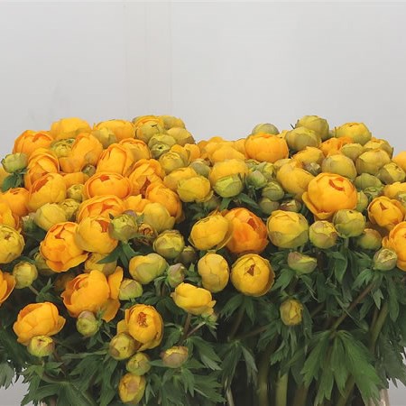 Trollius Orange Globe