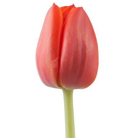 Tulips Ad Rem