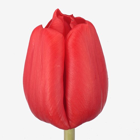 Tulips Escape