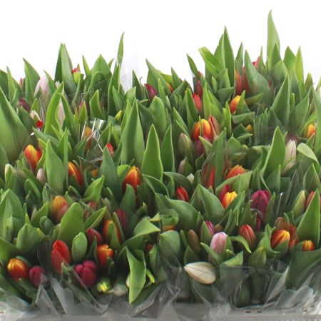 Tulip Mix (Cols May Vary)
