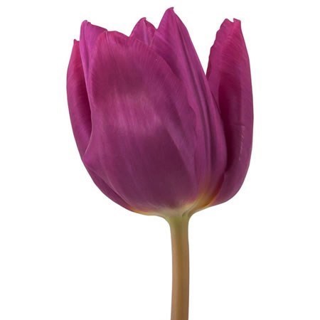 Tulips Purple Prince