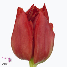 Tulips Abba
