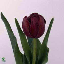 Tulips Antraciet