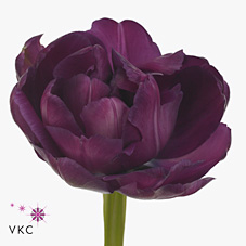 Tulips Blue Diamond