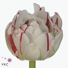 Tulips Carnaval De Nice