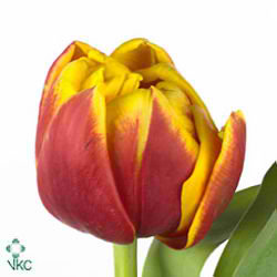 Tulips Cilesta