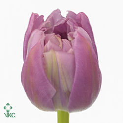 Tulips Double Price