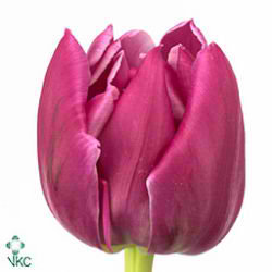 Tulips Double Princess