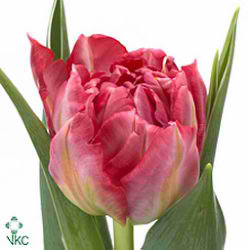 Tulips Flash Point