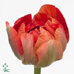 Tulips Gudoshnik Double