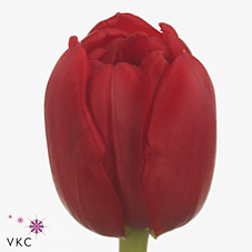 Tulips Largo