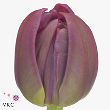 Tulips Margarita