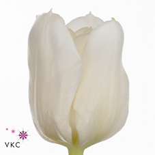 Tulips Mondial