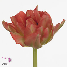 Tulips monte pink