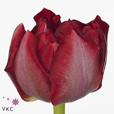 Tulips Montreux Rouge