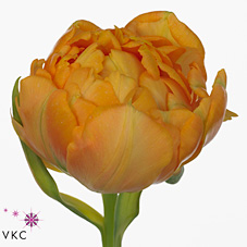 Tulips Orca