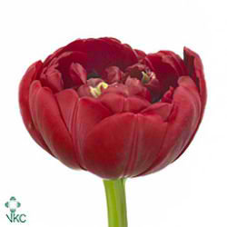 Tulips Prominence Double