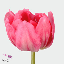 Tulips Rembrandt