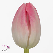 Tulips Upstar