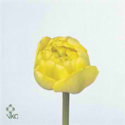 Tulips Yellow Pomponnet