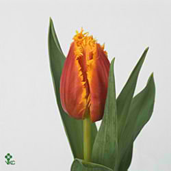 Tulips Canary