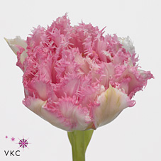 Tulips Crispion Love