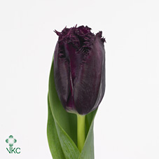Tulips Cuban Night