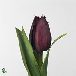 Tulips curly sue