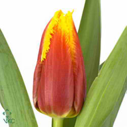 Tulips Davenport